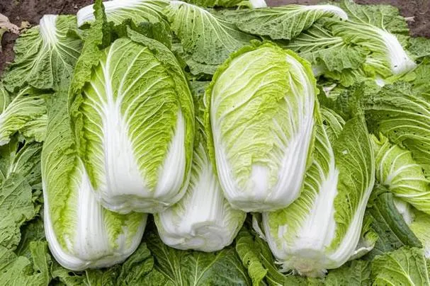 Chinese Cabbage (大白菜)